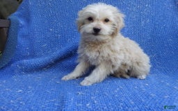 Maltipoo dogs for sale: Toby - Image 1