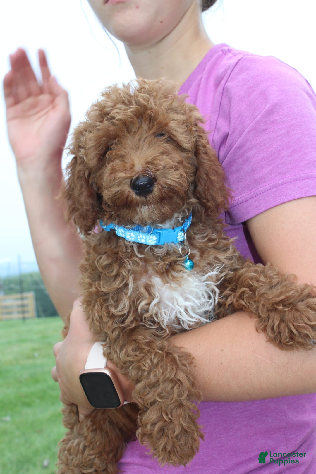 Miniature Poodle dogs for sale: Akc Patch - Image 12