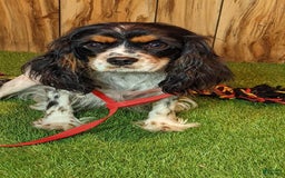 Cavapoo dogs for sale: Missy Boy 2 - Image 20