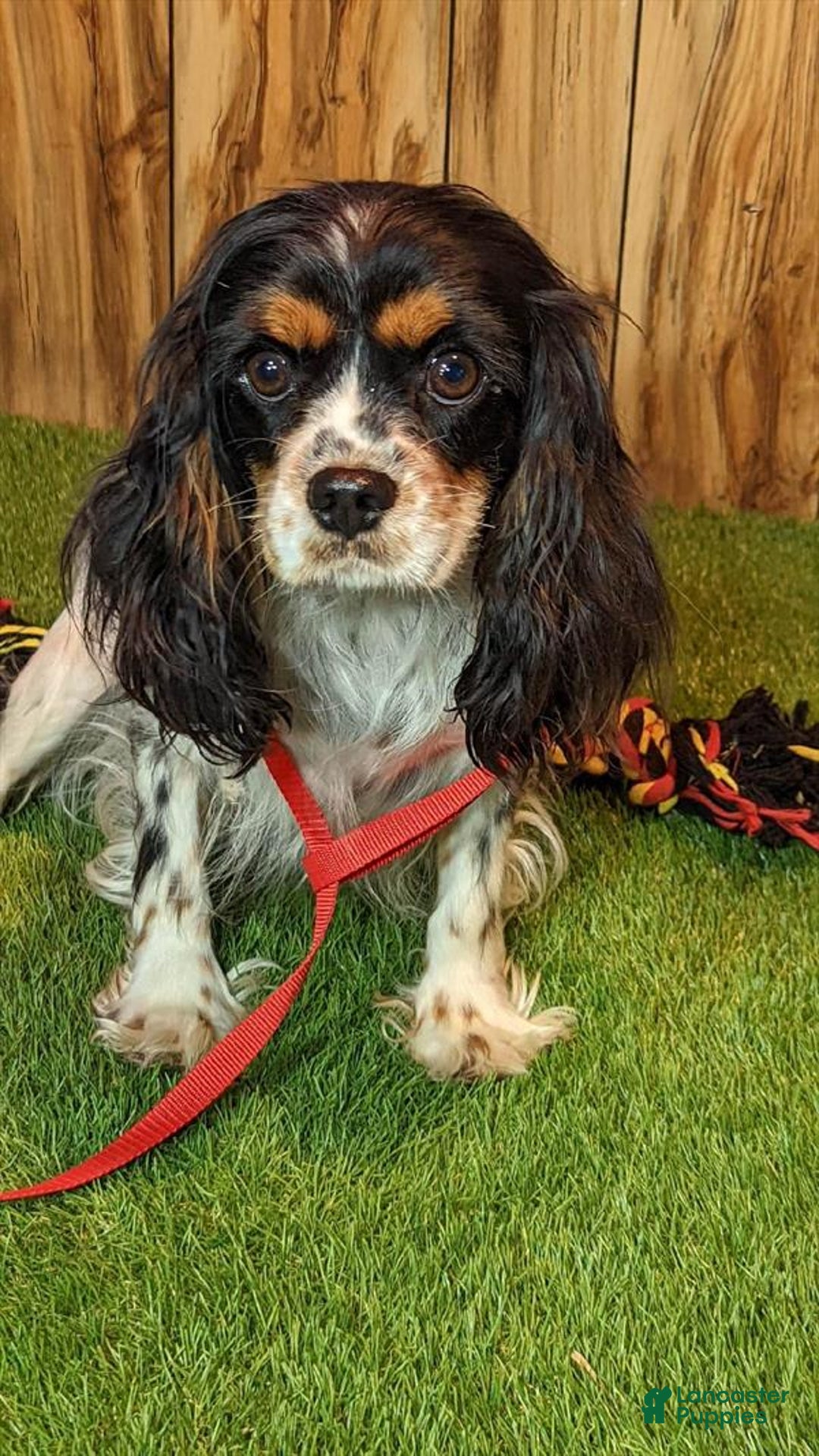 Cavapoo dogs for sale: Missy Boy 2 - Image 20