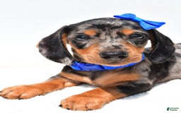 Miniature Dachshund dogs for sale: Joey - Image 5