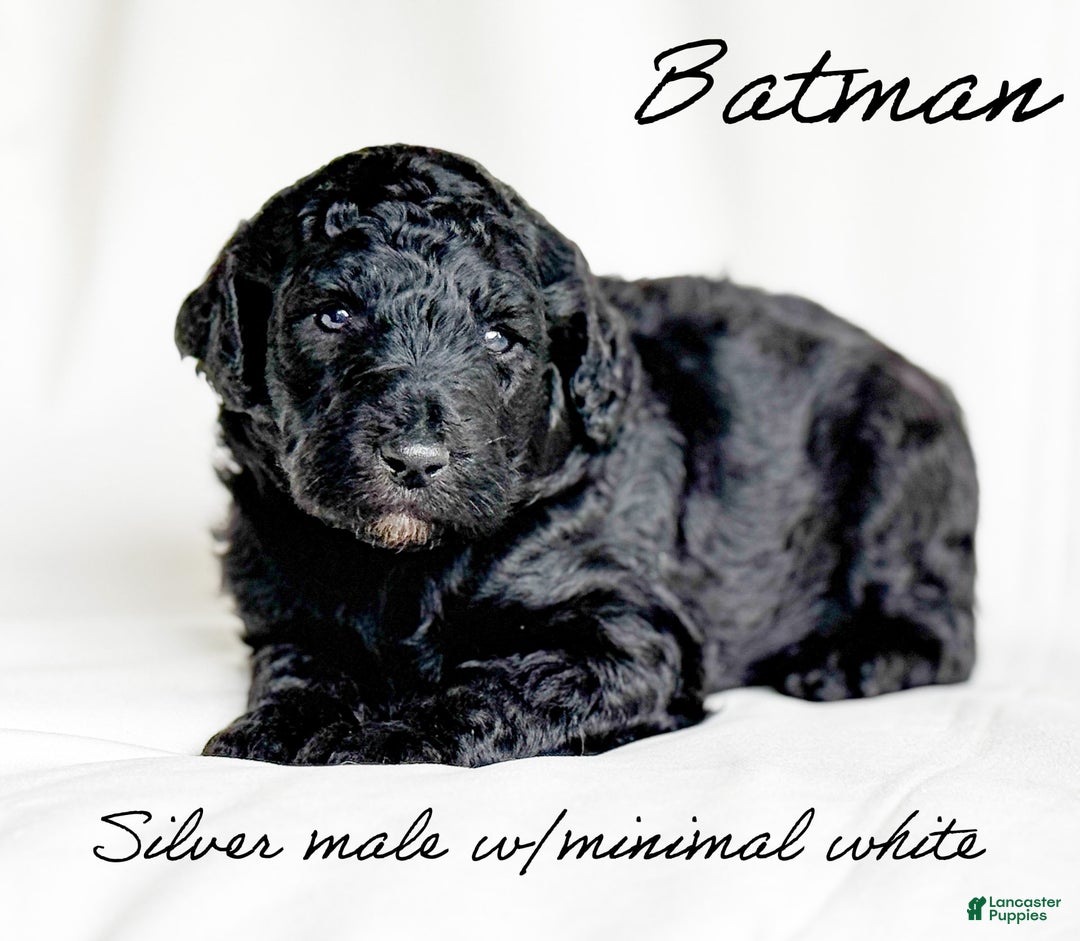 Standard Poodle dogs for sale: Batman - Image 3