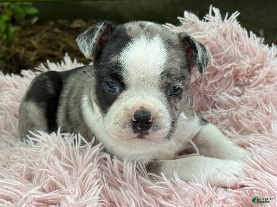 Frenchton dogs for sale: Jaida - Image 10