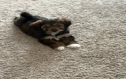 Chipoo dogs for sale: Onyx - Image 3
