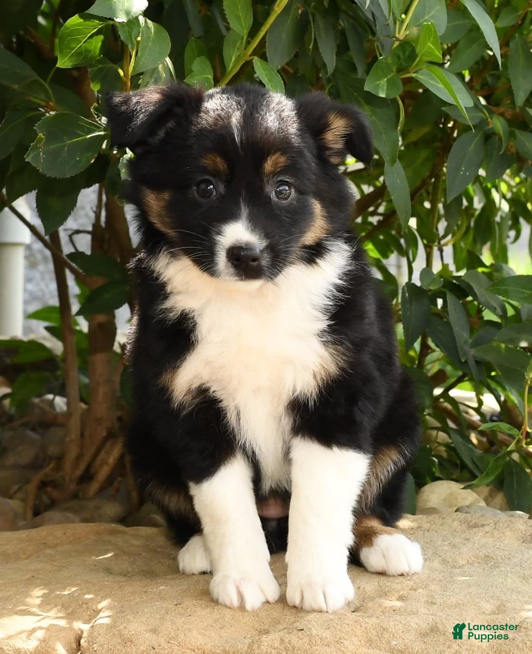 Miniature Australian Shepherd dogs for sale: Amelia - Image 3