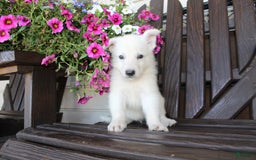 German Shepherd dogs for sale: Jim - Image 7