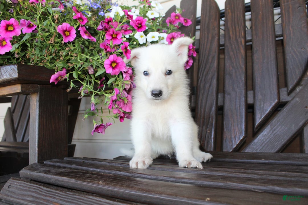 German Shepherd dogs for sale: Jim - Image 7