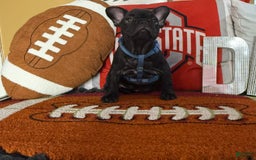French Bulldog dogs for sale: Jack - Image 6