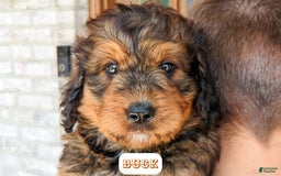 Bernedoodle dogs for sale: Buck - Image 11