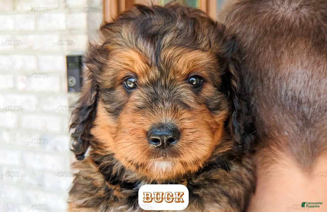 Bernedoodle dogs for sale: Buck - Image 11