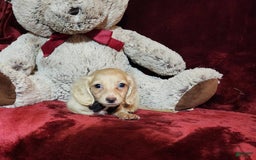 Miniature Dachshund dogs for sale: Butterbean - Image 20