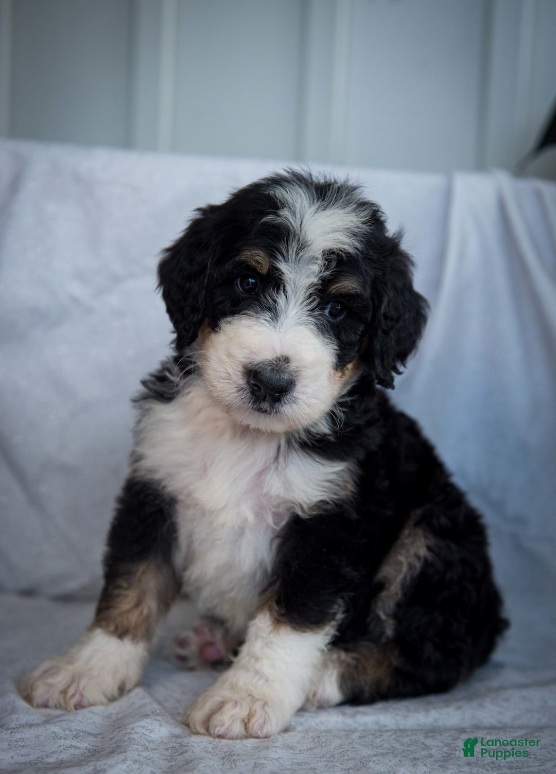 Bernedoodle dogs for sale: Joker - Image 14