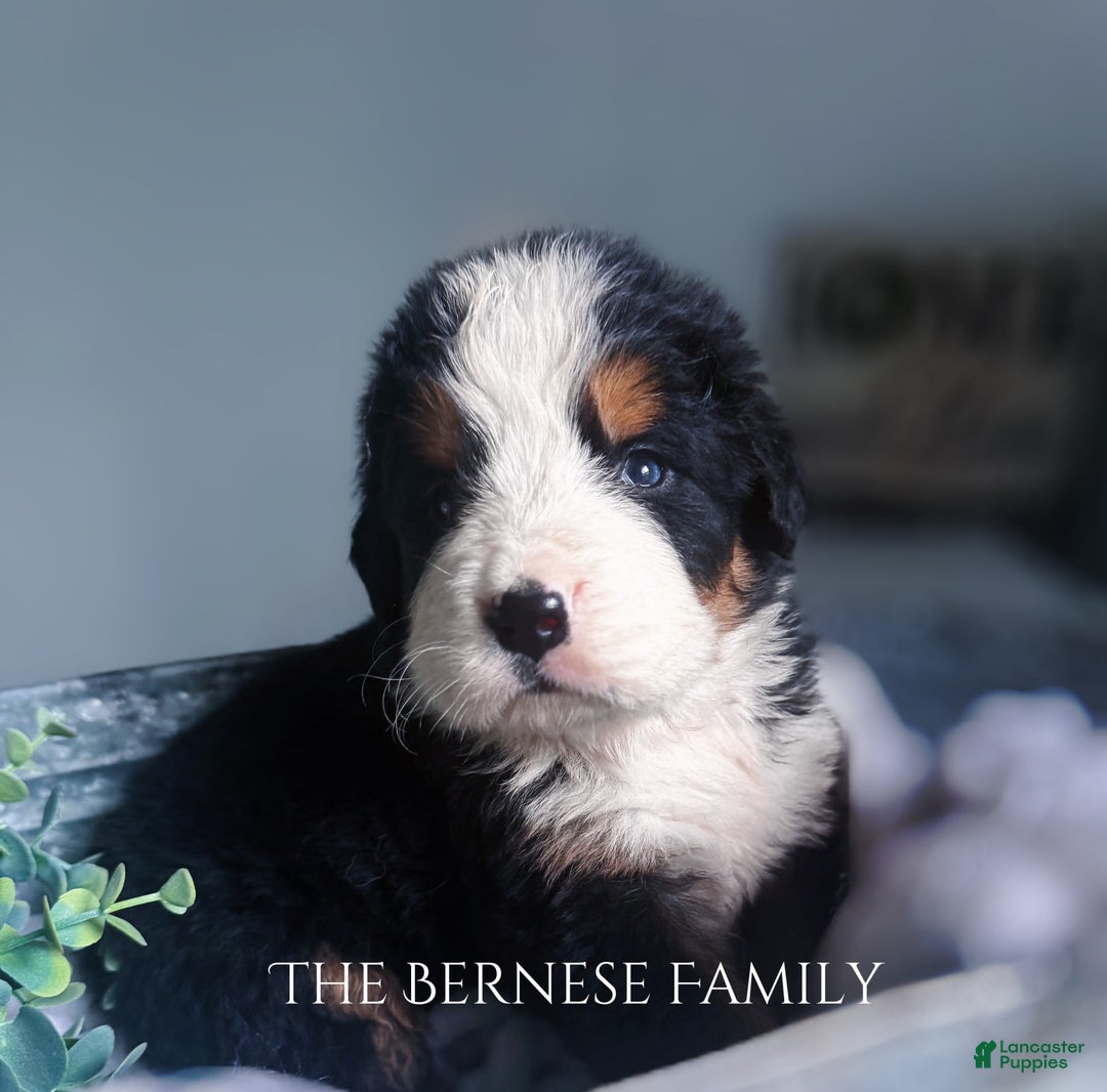 Bernese Mountain Dog dogs for sale: Male - Image 4
