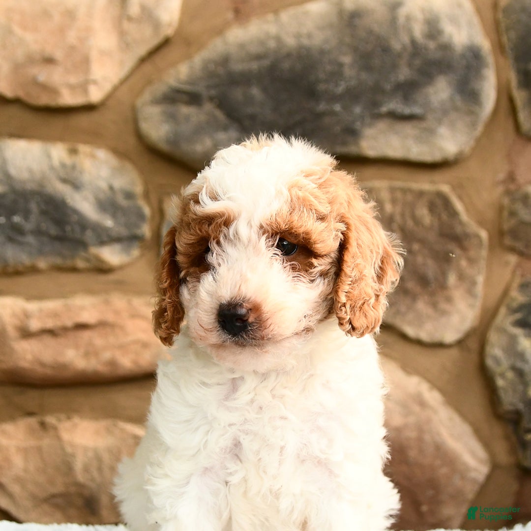 Labradoodle dogs for sale: Lucy - Image 2