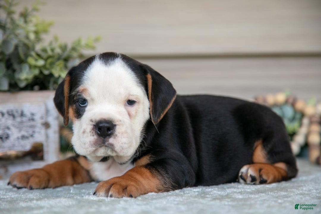 Beabull dogs for sale: Lainey - Image 1