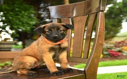 Belgian Malinois dogs for sale: Apple - Image 2