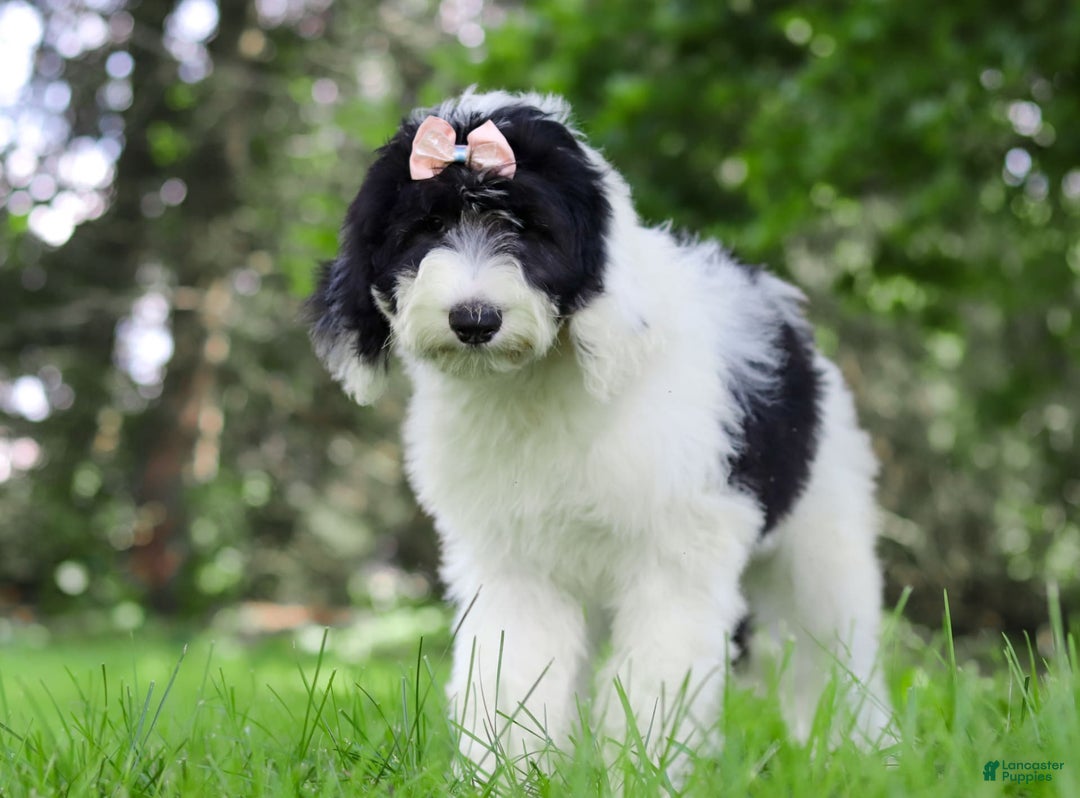 Sheepadoodle dogs for sale: Lola - Image 6