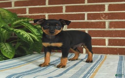Miniature Pinscher dogs for sale: Jasper - Image 10