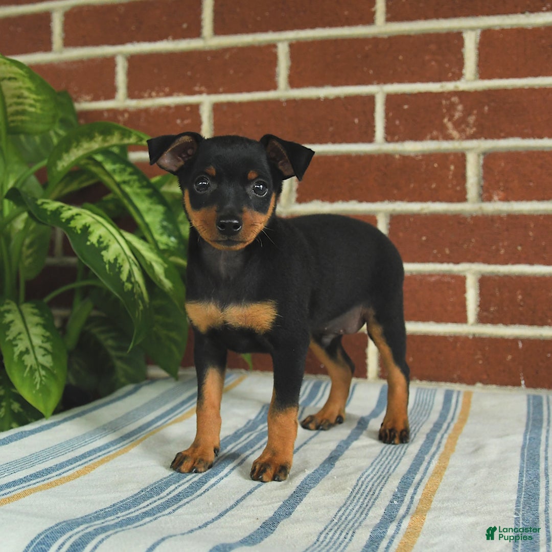 Miniature Pinscher dogs for sale: Jasper - Image 10