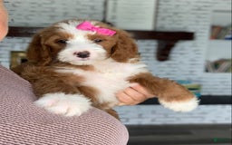 Bernedoodle dogs for sale: Ginger - Image 2