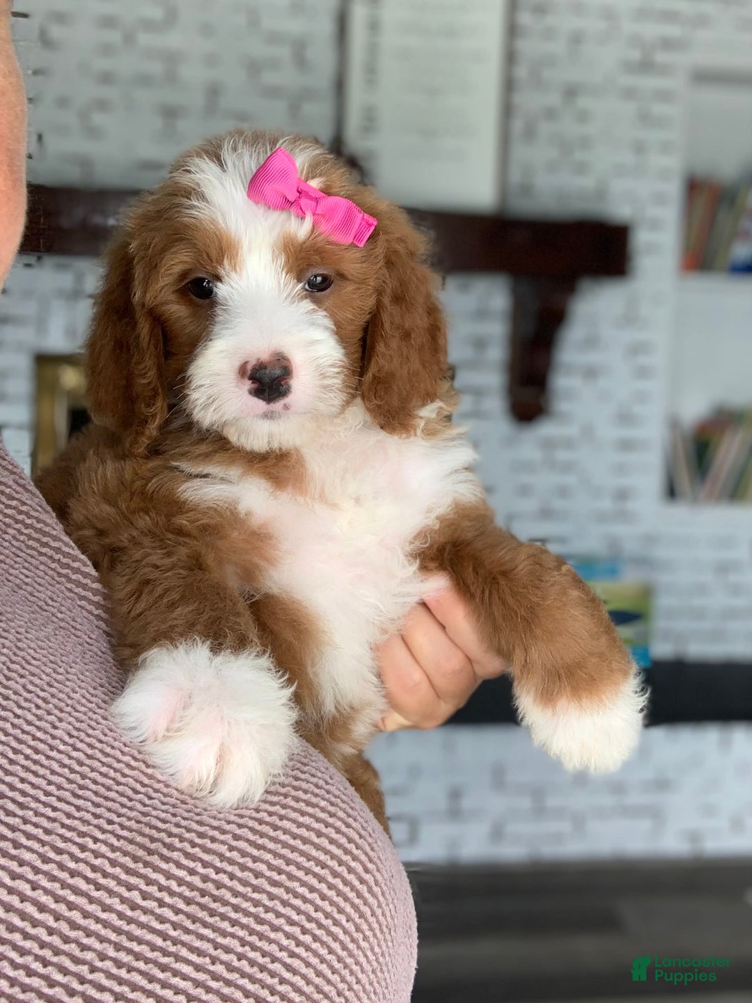 Bernedoodle dogs for sale: Ginger - Image 2