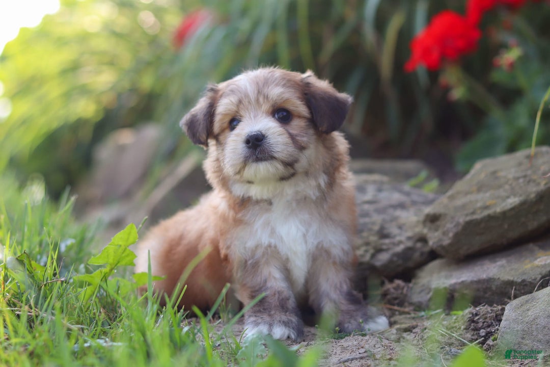 Morkie dogs for sale: Jesse - Image 5