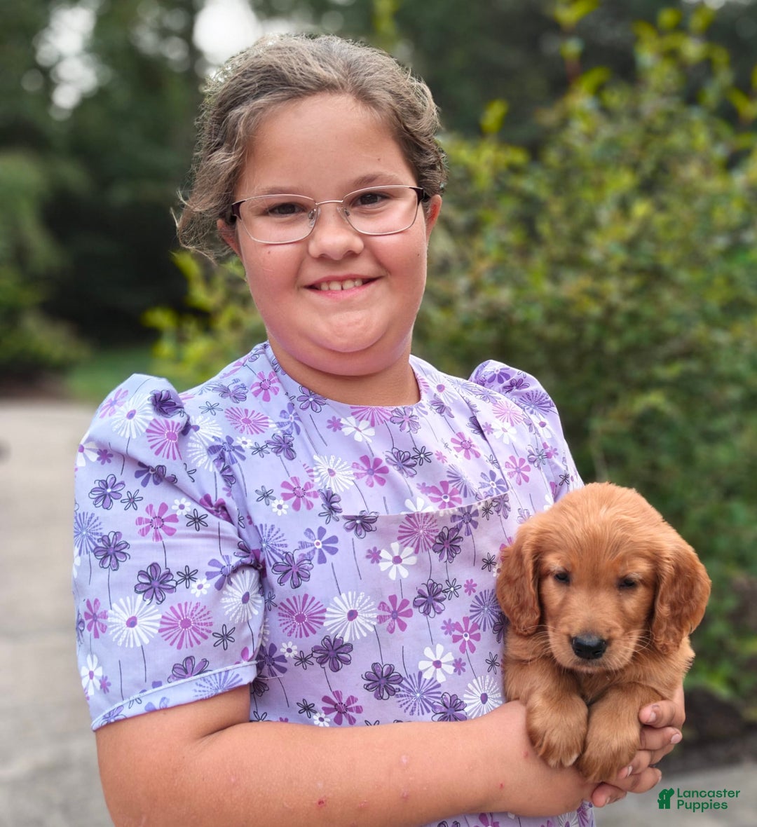 Goldendoodle dogs for sale: Rocky - Image 10