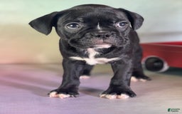 Frenchton dogs for sale: Coal Dna Clear - Image 4