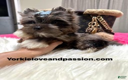 Yorkshire Terrier dogs for sale: Black Merle - Image 10