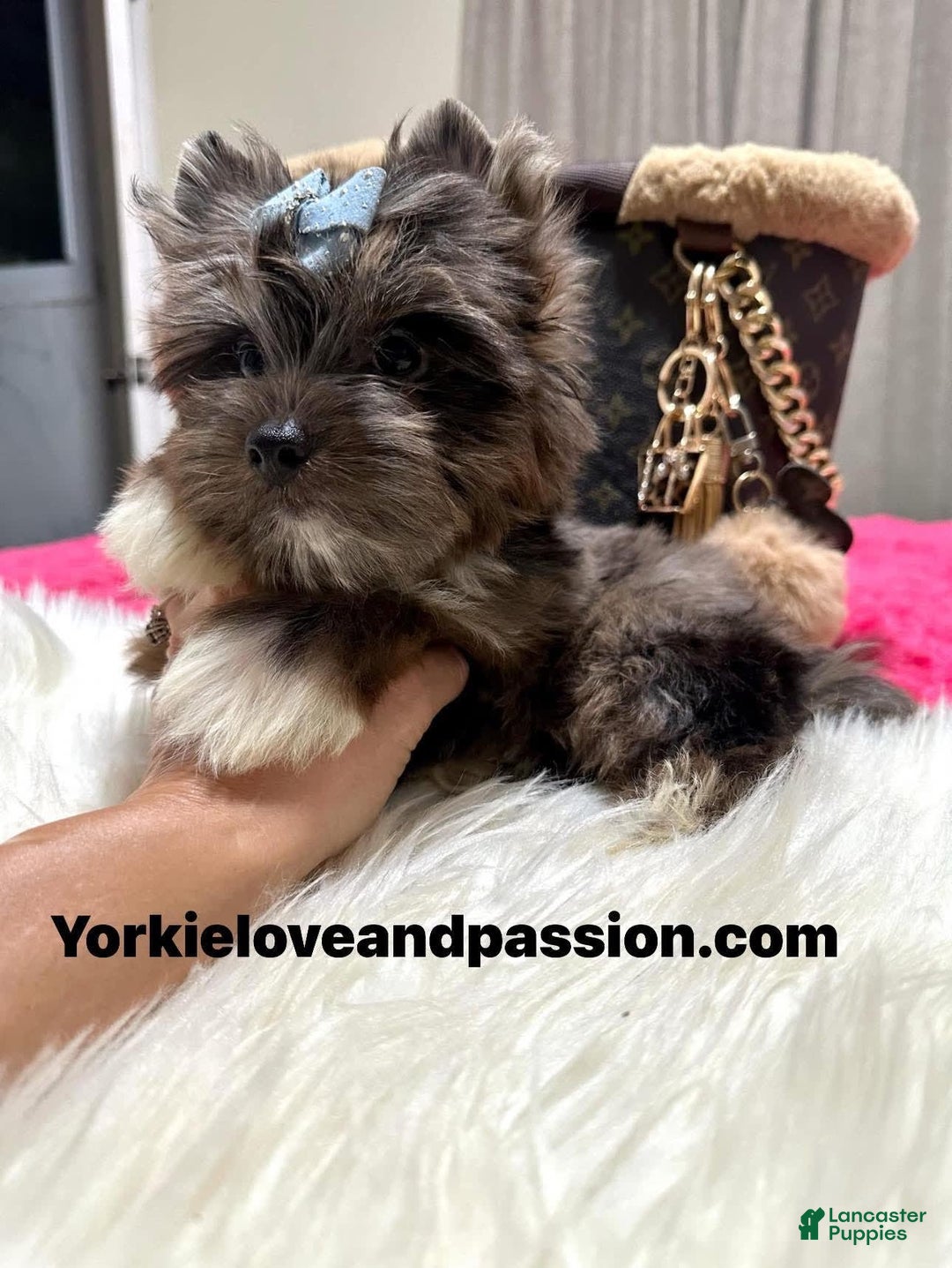 Yorkshire Terrier dogs for sale: Black Merle - Image 10