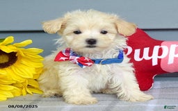 Maltipoo dogs for sale: Mason - Image 4