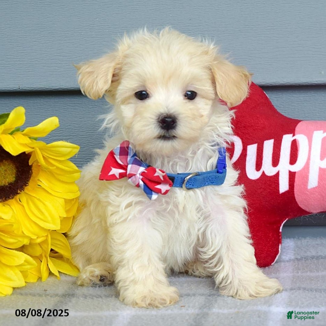 Maltipoo dogs for sale: Mason - Image 4