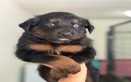 Australian Shepherd dogs for sale: Keotie - Image 2