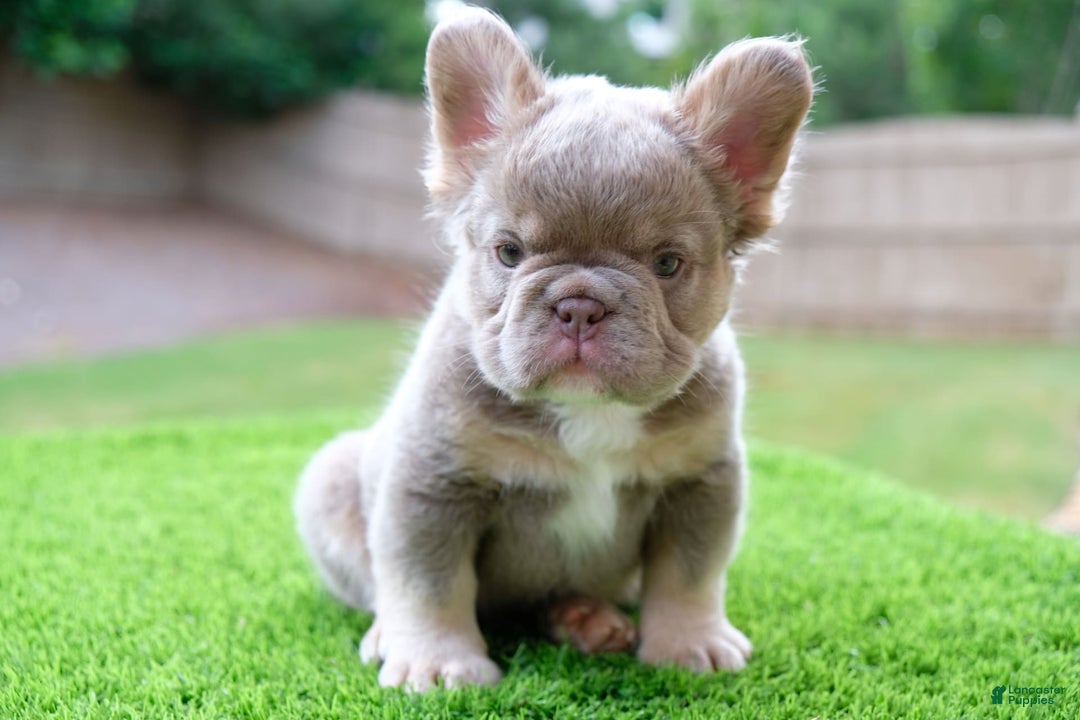 French Bulldog dogs for sale: Gorgeous George - Image 3