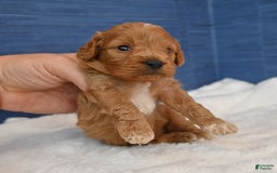 Cavapoo dogs for sale: Cavapoo 6 puppies - Image 37