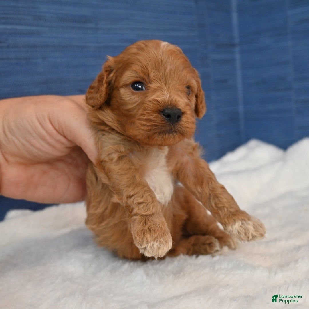 Cavapoo dogs for sale: Cavapoo 6 puppies - Image 37