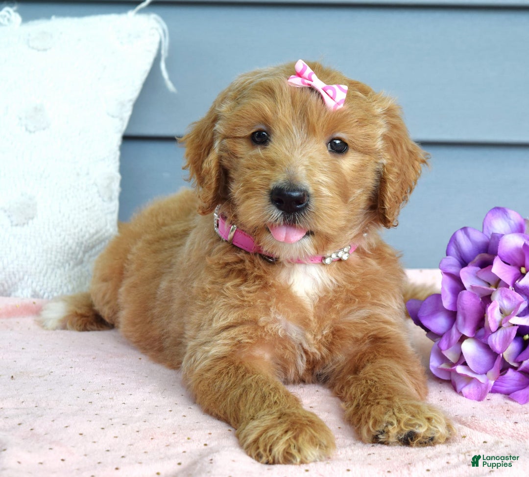 Goldendoodle dogs for sale: Chanel - Image 8