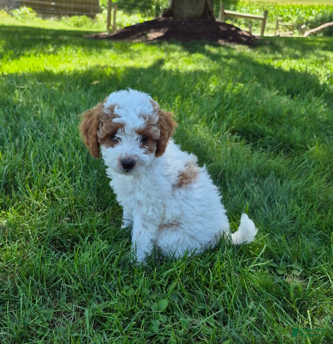 Cockapoo dogs for sale: Penny - Image 2