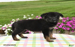German Shepherd dogs for sale: Archie - Image 5