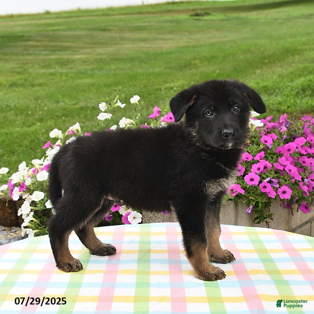 German Shepherd dogs for sale: Archie - Image 5