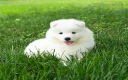 Samoyed dogs for sale: Gypsy - Image 2