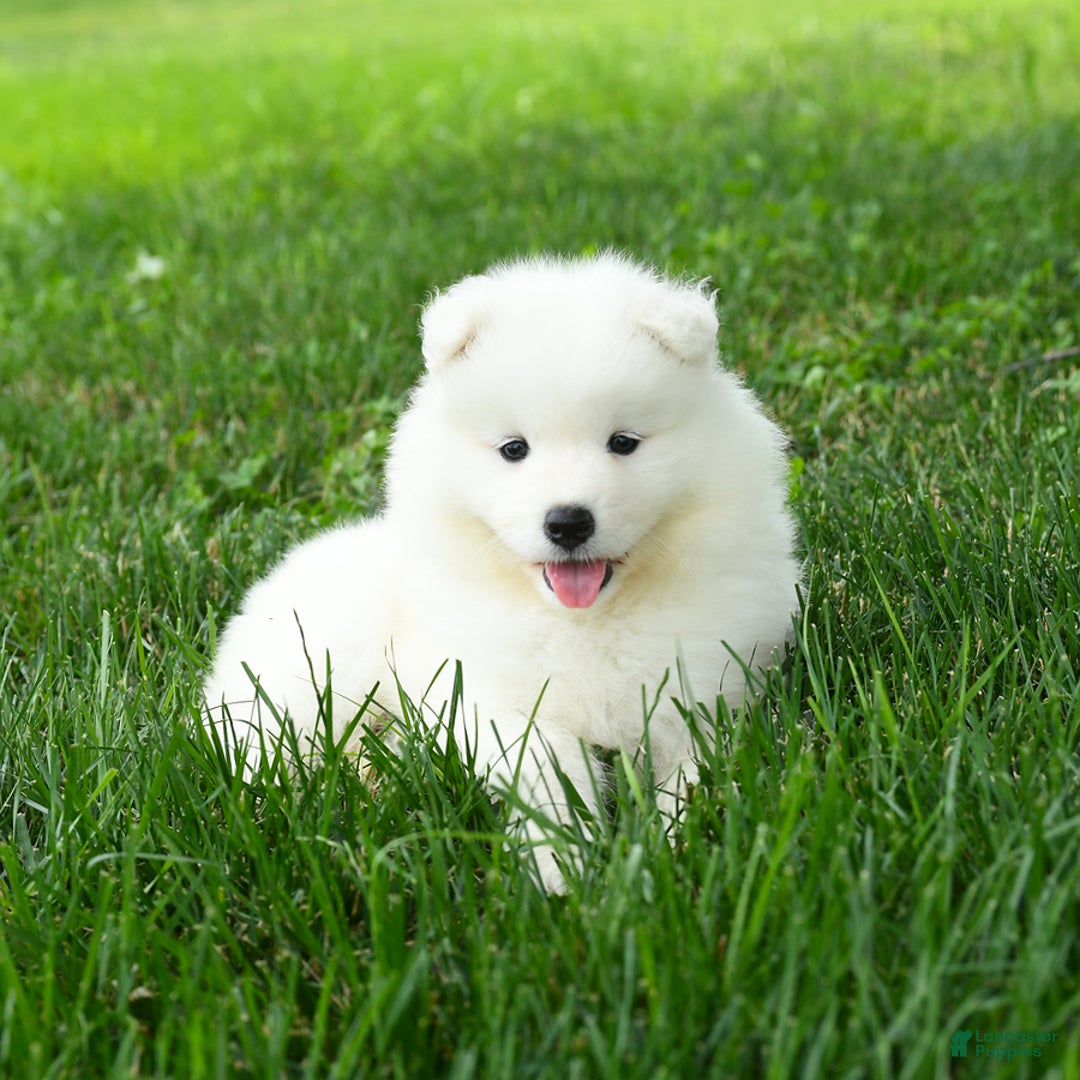 Samoyed dogs for sale: Gypsy - Image 2