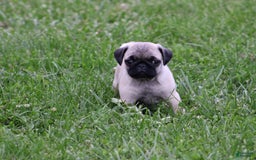 Pug dogs for sale: Galen - Image 2