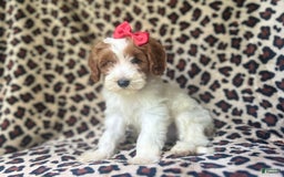 Cavapoo dogs for sale: Shayla - Image 4
