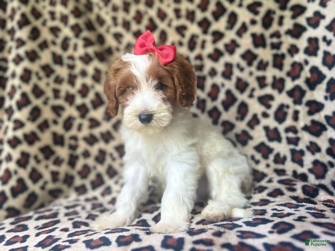 Cavapoo dogs for sale: Shayla - Image 4