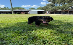 Miniature Australian Shepherd dogs for sale: F-Brown - Image 8