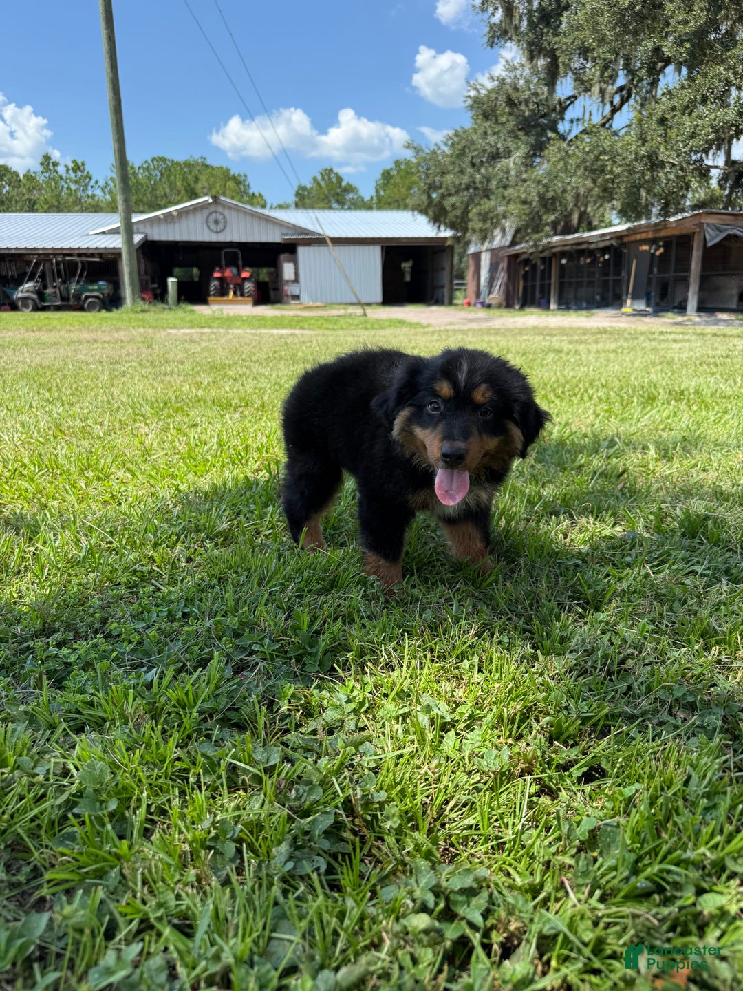 Miniature Australian Shepherd dogs for sale: F-Brown - Image 8
