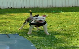 American Pit Bull Terrier dogs for sale: Oreo - Image 1