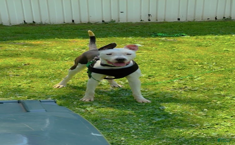 American Pit Bull Terrier dogs - Advert 20