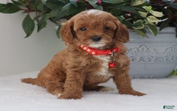 Cavapoo dogs for sale: Carson - Image 1